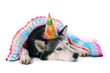 Hund Husky mit Partyhut und Girlande