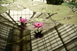 Pink Lillies