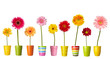 flower nature garden botany daisy bloom pot