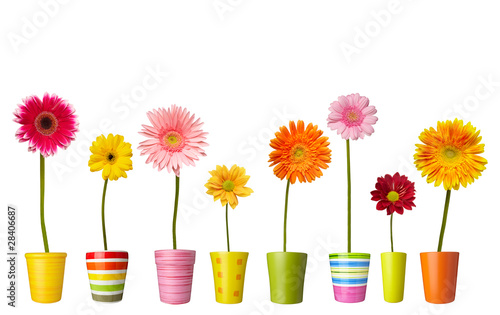 Photo: flower nature garden botany daisy bloom pot flower nature garden botany daisy bloom pot