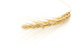 Golden Wheat