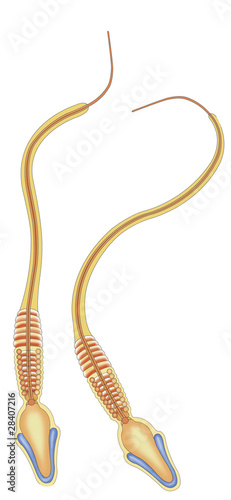 Illustration: espermatozoides espermatozoides