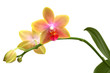 Photo en ligne au meilleur prix Yellow orchid phalaenopsis
