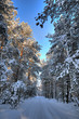 Forest road Forest road