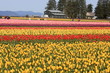 Tulip Farm House