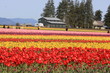 Tulip Farm House