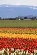 Tulip Farm