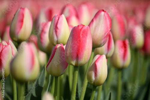 Photo: Pink Tulips Pink Tulips