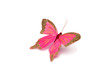 decorative butterfly on a white background