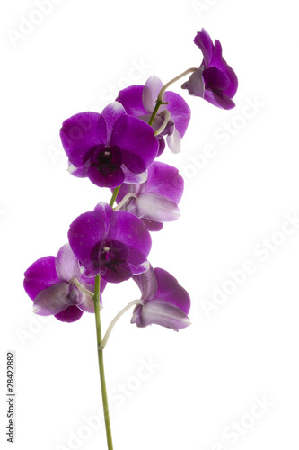 Foto: Orchid Orchid