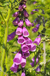 Fleurs de digitale pourpre