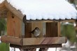 Vogelhaus mit Schneedach