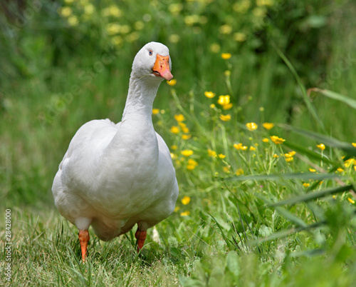 Photo: Oca Oca