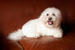 A Bichon Frise