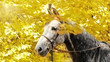Orlov Trotter horse portrait in autumn leaves