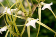 orchidée