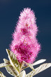 Pink Spirea
