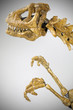 T-rex articulated puppet - white infinite background