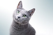 Russisch Blau Rassekatze