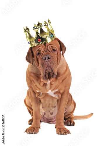Photo: Dog King Dog King