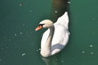Cisne