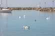Lagoa Cisnes