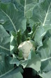 cauliflower