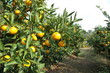 mikan field in Japan
