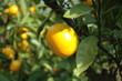 mikan on the Tree in Japan
