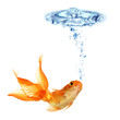 gold fish isolated on white gold fish isolated on white