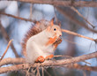 Squirrel eating nut