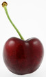 cerise