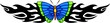 The butterfly with blue wings in the centre .