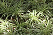 phalangère, chlorophytum, plante araignée, plante d'!ntérieur