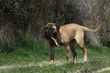 bullamastiff walking with a piece of wood in the mouth