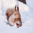 Squirrel On The Snow With A Ha...