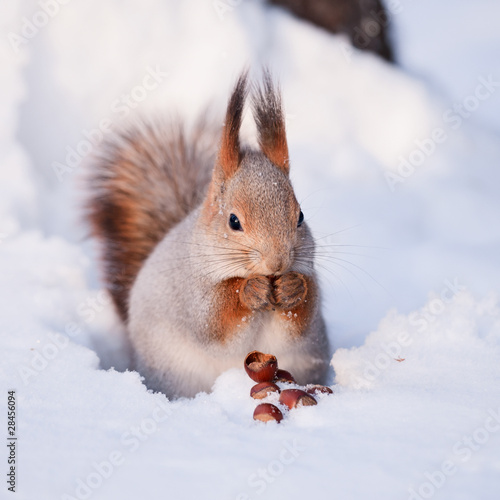 Photo: Squirrel on the snow with a hazelnut Squirrel on the snow with a hazelnut