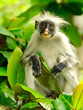 Zanzibar red colobus Zanzibar red colobus