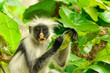 Zanzibar Red Colobus Procolobus kirkii Zanzibar Red Colobus Procolobus kirkii