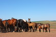 Horse herd grazing on the steppe red clay hills