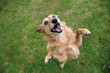 Dog standing on hind legs with happy grin