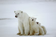 Polar she-bear with cubs.