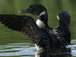 Common Loon (Gavia immer) rising from water with a fish