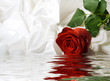 Red rose
