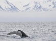 Baleine en mer du Groenland