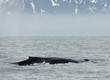 Baleine en mer du Groenland
