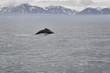 Baleine en mer du Groenland