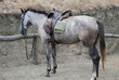 Chestnut Horse