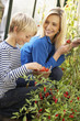 Young woman with teenager harvesting tomatoes
