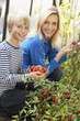 Young woman with teenager harvesting tomatoes